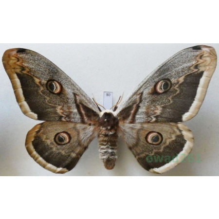 Saturnia pyri (Denis & Schiffermüller, 1775) female Pawica gruszówka Croatia 108mm80